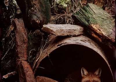 Fox, County Galway, 1971