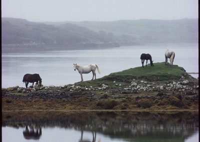 Horses Grazing, Connemara, County Galway, 1988