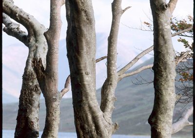 Bare Trees, Mayo, 1996