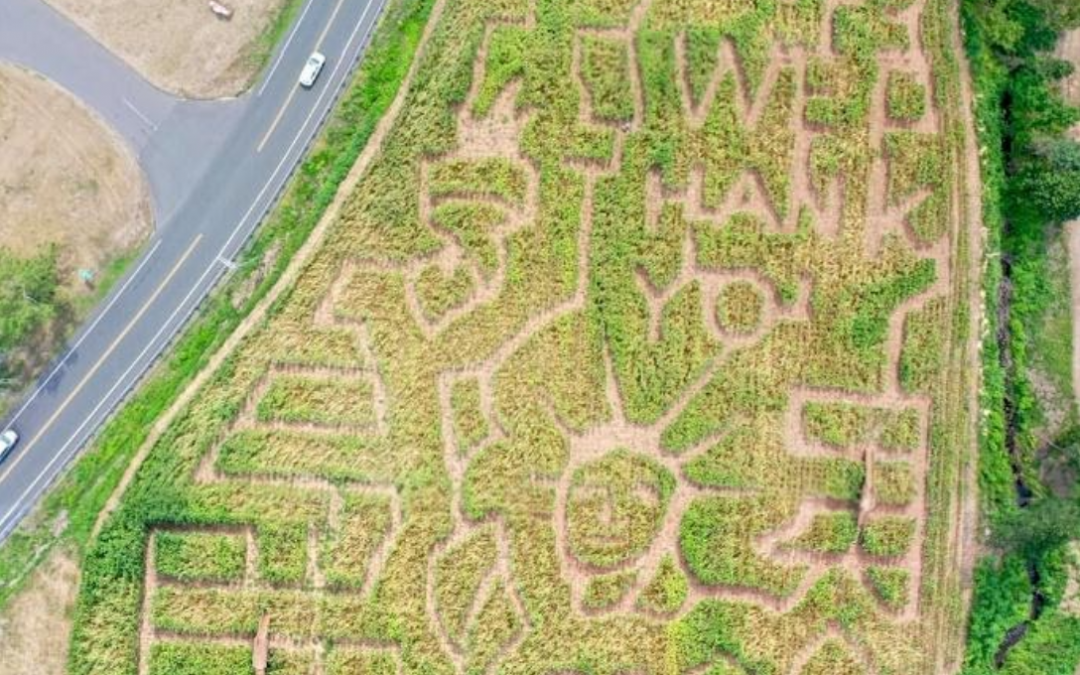 2020 Corn Maze at Lyman Orchards supports the Connecticut Cancer Foundation